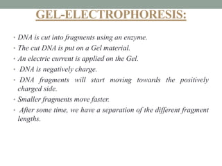 GEL-ELECTROPHORESIS:
• DNA is cut into fragments using an enzyme.
• The cut DNA is put on a Gel material.
• An electric current is applied on the Gel.
• DNA is negatively charge.
• DNA fragments will start moving towards the positively
charged side.
• Smaller fragments move faster.
• After some time, we have a separation of the different fragment
lengths.
 