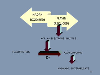 30
NADPH
(OXIDIZED) FLAVIN
(REDUCED)
ACT AS ELECTRONE SHUTTLE
FLAVOPROTEIN AZO COMPOUND
HYDROZO INTERMEDIATE
e-
 