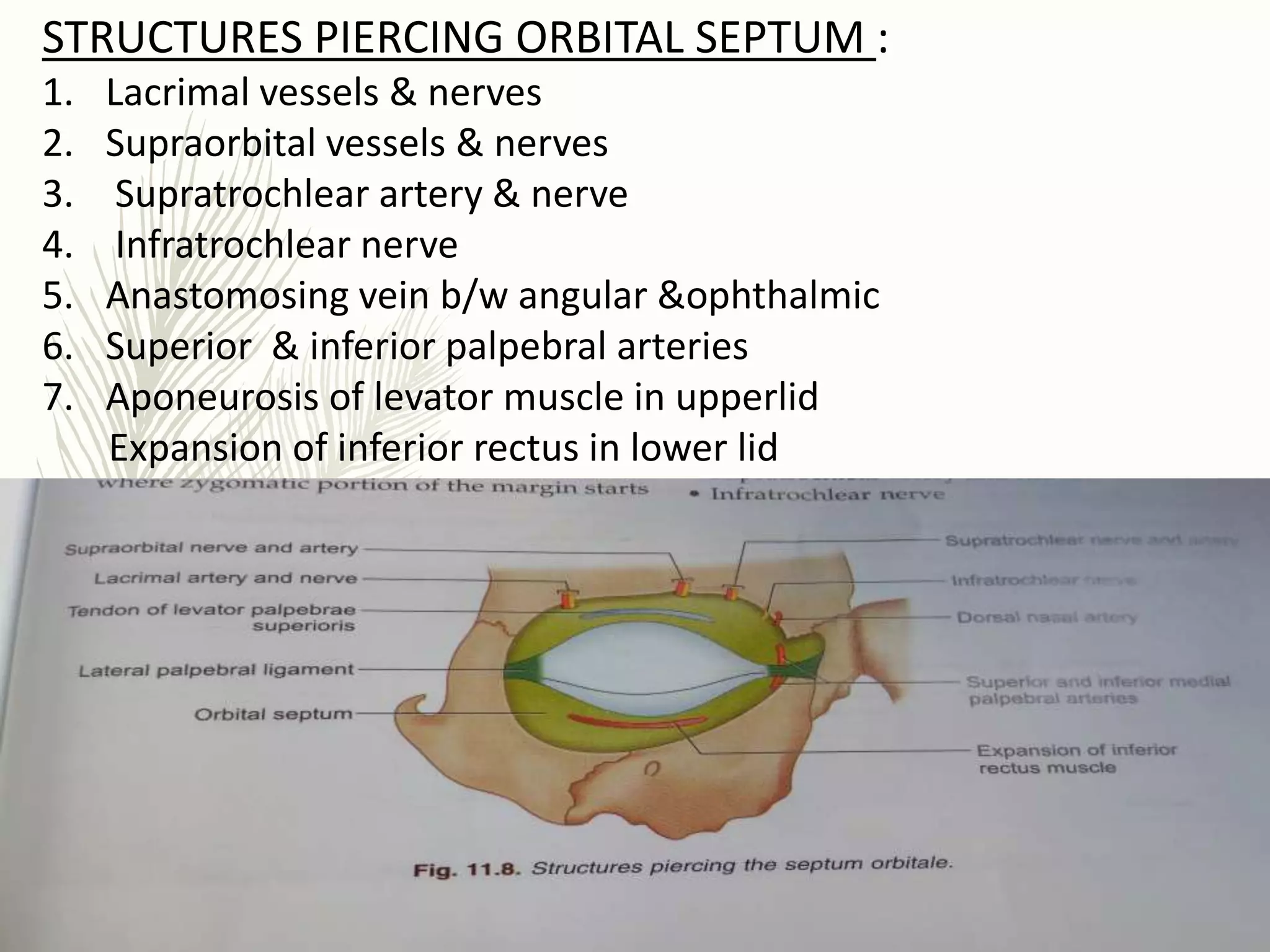 Surgical anatomy of eyelid | PPTX