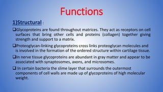 Functions
1)Structural :
Glycoproteins are found throughout matrices. They act as receptors on cell
surfaces that bring other cells and proteins (collagen) together giving
strength and support to a matrix.
Proteoglycan-linking glycoproteins cross links proteoglycan molecules and
is involved in the formation of the ordered structure within cartilage tissue.
In nerve tissue glycoproteins are abundant in gray matter and appear to be
associated with synaptosomes, axons, and microsomes.
 In certain bacteria the slime layer that surrounds the outermost
components of cell walls are made up of glycoproteins of high molecular
weight.
 