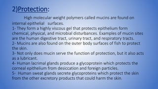 2)Protection:
High molecular weight polymers called mucins are found on
internal epithelial surfaces.
1- They form a highly viscous gel that protects epithelium form
chemical, physical, and microbial disturbances. Examples of mucin sites
are the human digestive tract, urinary tract, and respiratory tracts.
2- Mucins are also found on the outer body surfaces of fish to protect
the skin.
3- Not only does mucin serve the function of protection, but it also acts
as a lubricant.
4- Human lacrimal glands produce a glycoprotein which protects the
corneal epithelium from desiccation and foreign particles.
5- Human sweat glands secrete glycoproteins which protect the skin
from the other excretory products that could harm the skin.
 