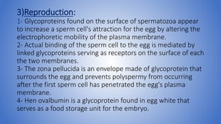 3)Reproduction:
1- Glycoproteins found on the surface of spermatozoa appear
to increase a sperm cell's attraction for the egg by altering the
electrophoretic mobility of the plasma membrane.
2- Actual binding of the sperm cell to the egg is mediated by
linked glycoproteins serving as receptors on the surface of each
the two membranes.
3- The zona pellucida is an envelope made of glycoprotein that
surrounds the egg and prevents polyspermy from occurring
after the first sperm cell has penetrated the egg's plasma
membrane.
4- Hen ovalbumin is a glycoprotein found in egg white that
serves as a food storage unit for the embryo.
 