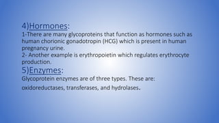 4)Hormones:
1-There are many glycoproteins that function as hormones such as
human chorionic gonadotropin (HCG) which is present in human
pregnancy urine.
2- Another example is erythropoietin which regulates erythrocyte
production.
5)Enzymes:
Glycoprotein enzymes are of three types. These are:
oxidoreductases, transferases, and hydrolases.
 