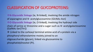 CLASSIFICATION OF GLYCOPROTEINS:
N-Glycosidic linkage (ie, N-linked), involving the amide nitrogen
of asparagine and N -acetylglucosamine (GlcNAc-Asn)
O-Glycosidic linkage (ie, O-linked), involving the hydroxyl side
chain of serine or threonine and a sugar such as N -acetylgalactosamine
(GalNAc-Ser[Thr])
 Linked to the carboxyl terminal amino acid of a protein via a
phosphoryl-ethanolamine moiety joined to an
oligosaccharide (glycan), linked via glucosamine to
phosphatidylinositol (PI).
 