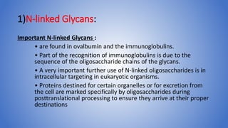 1)N-linked Glycans:
Important N-linked Glycans :
• are found in ovalbumin and the immunoglobulins.
• Part of the recognition of immunoglobulins is due to the
sequence of the oligosaccharide chains of the glycans.
• A very important further use of N-linked oligosaccharides is in
intracellular targeting in eukaryotic organisms.
• Proteins destined for certain organelles or for excretion from
the cell are marked specifically by oligosaccharides during
posttranslational processing to ensure they arrive at their proper
destinations
 