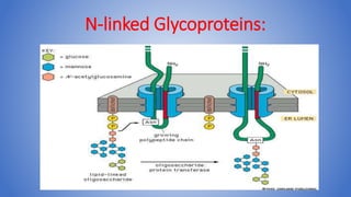 N-linked Glycoproteins:
 