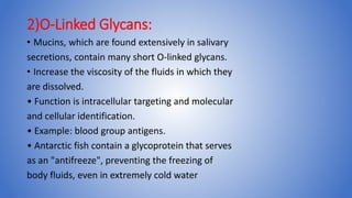 2)O-Linked Glycans:
• Mucins, which are found extensively in salivary
secretions, contain many short O-linked glycans.
• Increase the viscosity of the fluids in which they
are dissolved.
• Function is intracellular targeting and molecular
and cellular identification.
• Example: blood group antigens.
• Antarctic fish contain a glycoprotein that serves
as an "antifreeze", preventing the freezing of
body fluids, even in extremely cold water
 