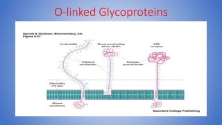 O-linked Glycoproteins
 