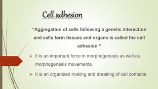 Cell adhesion
“Aggregation of cells following a genetic interaction
and cells form tissues and organs is called the cell
adhesion “
 It is an important force in morphogenesis as well as
morphogenesis movements.
 It is an organized making and breaking of cell contacts.
 
