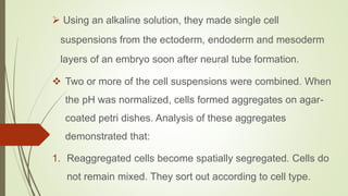  Using an alkaline solution, they made single cell
suspensions from the ectoderm, endoderm and mesoderm
layers of an embryo soon after neural tube formation.
 Two or more of the cell suspensions were combined. When
the pH was normalized, cells formed aggregates on agar-
coated petri dishes. Analysis of these aggregates
demonstrated that:
1. Reaggregated cells become spatially segregated. Cells do
not remain mixed. They sort out according to cell type.
 