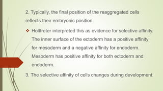 2. Typically, the final position of the reaggregated cells
reflects their embryonic position.
 Holtfreter interpreted this as evidence for selective affinity.
The inner surface of the ectoderm has a positive affinity
for mesoderm and a negative affinity for endoderm.
Mesoderm has positive affinity for both ectoderm and
endoderm.
3. The selective affinity of cells changes during development.
 