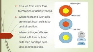  Tissues from chick form
hierarchies of adhesiveness.
a. When heart and liver cells
are mixed ,heart cells take
central position.
b. When cartilage cells are
mixed with liver or heart
cells then cartilage cells
take central position.
 