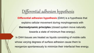 Differential adhesion hypothesis
Differential adhesion hypothesis (DAH) is a hypothesis that
explains cellular movement during morphogenesis with
thermodynamic principles (closed system move naturally
towards a state of minimum free energy).
In DAH tissues are treated as liquids consisting of mobile cells
whose varying degrees of surface adhesion cause them to
reorganize spontaneously to minimize their interfacial free energy.
 