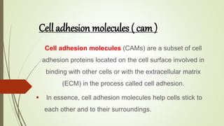 Cell adhesion molecules ( cam )
Cell adhesion molecules (CAMs) are a subset of cell
adhesion proteins located on the cell surface involved in
binding with other cells or with the extracellular matrix
(ECM) in the process called cell adhesion.
 In essence, cell adhesion molecules help cells stick to
each other and to their surroundings.
 