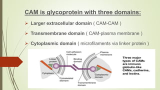 CAM is glycoprotein with three domains:
 Larger extracellular domain ( CAM-CAM )
 Transmembrane domain ( CAM-plasma membrane )
 Cytoplasmic domain ( microfilaments via linker protein )
 