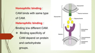 Homophilic binding :
CAM binds with same type
of CAM.
Heterophilic binding :
Binding b/w different CAM.
 Binding specificity of
CAM depend on protein
and carbohydrate
groups.
 