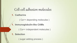 Cell-cell adhesion molecules
1. Cadherins
( Ca++ depending molecules )
1. Immunoglobulin-like CAMs
( Ca++ independent molecules )
1. Selection
( sugar adding process )
 