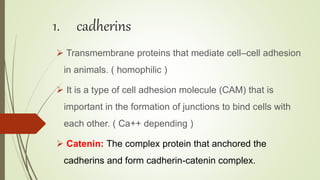 1. cadherins
 Transmembrane proteins that mediate cell–cell adhesion
in animals. ( homophilic )
 It is a type of cell adhesion molecule (CAM) that is
important in the formation of junctions to bind cells with
each other. ( Ca++ depending )
 Catenin: The complex protein that anchored the
cadherins and form cadherin-catenin complex.
 