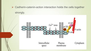  Cadherin-catenin-action interaction holds the cells together
strongly.
 