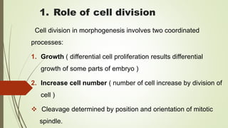 1. Role of cell division
Cell division in morphogenesis involves two coordinated
processes:
1. Growth ( differential cell proliferation results differential
growth of some parts of embryo )
2. Increase cell number ( number of cell increase by division of
cell )
 Cleavage determined by position and orientation of mitotic
spindle.
 