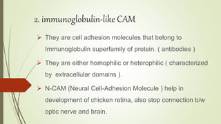 2. immunoglobulin-like CAM
 They are cell adhesion molecules that belong to
Immunoglobulin superfamily of protein. ( antibodies )
 They are either homophilic or heterophilic ( characterized
by extracellular domains ).
 N-CAM (Neural Cell-Adhesion Molecule ) help in
development of chicken retina, also stop connection b/w
optic nerve and brain.
 