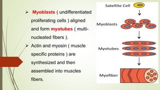  Myoblasts ( undifferentiated
proliferating cells ) aligned
and form myotubes ( multi-
nucleated fibers ).
 Actin and myosin ( muscle
specific proteins ) are
synthesized and then
assembled into muscles
fibers.
 