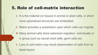 5. Role of cell-matrix interaction
 It is the material (or tissue) in animal or plant cells, in which
more specialized structures are embedded.
 Matrix provides a substratum upon which cells can migrate.
 Many animal cells show extension migration individually or
in group such as neural crest cells, germ cells etc.
 Loss of cell-matrix may result delamination of cells from its
basal layers.
 
