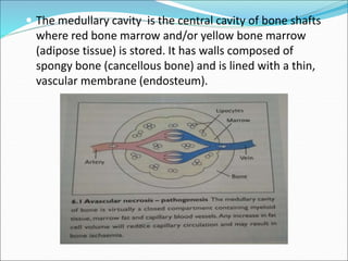  The medullary cavity is the central cavity of bone shafts
where red bone marrow and/or yellow bone marrow
(adipose tissue) is stored. It has walls composed of
spongy bone (cancellous bone) and is lined with a thin,
vascular membrane (endosteum).
 