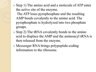  Step 1) The amino acid and a molecule of ATP enter
the active site of the enzyme.
The ATP loses pyrophosphate and the resulting
AMP bonds covalently to the amino acid. The
pyrophosphate is hydrolyzed into two phosphate
groups.
 Step 2) The tRNA covalently bonds to the amino
acid to displace the AMP and the aminoacyl tRNA is
then released from the enzyme.
 Messenger RNA brings polypeptide-coding
information to the ribosome.
 