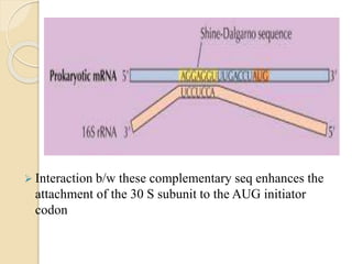  Interaction b/w these complementary seq enhances the
attachment of the 30 S subunit to the AUG initiator
codon
 