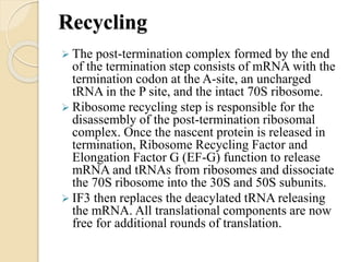 Recycling
 The post-termination complex formed by the end
of the termination step consists of mRNA with the
termination codon at the A-site, an uncharged
tRNA in the P site, and the intact 70S ribosome.
 Ribosome recycling step is responsible for the
disassembly of the post-termination ribosomal
complex. Once the nascent protein is released in
termination, Ribosome Recycling Factor and
Elongation Factor G (EF-G) function to release
mRNA and tRNAs from ribosomes and dissociate
the 70S ribosome into the 30S and 50S subunits.
 IF3 then replaces the deacylated tRNA releasing
the mRNA. All translational components are now
free for additional rounds of translation.
 