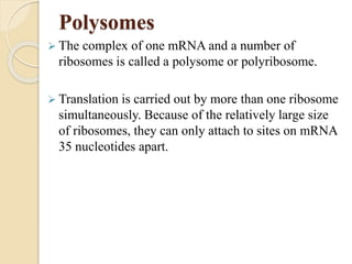 Polysomes
 The complex of one mRNA and a number of
ribosomes is called a polysome or polyribosome.
 Translation is carried out by more than one ribosome
simultaneously. Because of the relatively large size
of ribosomes, they can only attach to sites on mRNA
35 nucleotides apart.
 