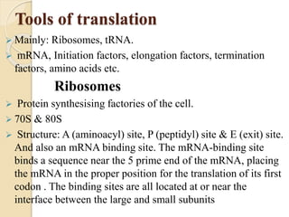 Tools of translation
 Mainly: Ribosomes, tRNA.
 mRNA, Initiation factors, elongation factors, termination
factors, amino acids etc.
Ribosomes
 Protein synthesising factories of the cell.
 70S & 80S
 Structure: A (aminoacyl) site, P (peptidyl) site & E (exit) site.
And also an mRNA binding site. The mRNA-binding site
binds a sequence near the 5 prime end of the mRNA, placing
the mRNA in the proper position for the translation of its first
codon . The binding sites are all located at or near the
interface between the large and small subunits
 