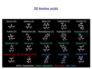 20 Amino acids
Glycine (G)
Glutamic acid (E)
Asparatic acid (D)
Methionine (M)
Threonine (T)
Serine (S)
Glutamine (Q)
Asparagine (N)
Tryptophan (W)
Phenylalanine (F)
Cysteine (C)
Proline (P)
Leucine (L)
Isoleucine (I)
Valine (V)
Alanine (A)
Histidine (H)
Lysine (K)
Tyrosine (Y)
Arginine (R)
White: Hydrophobic, Green: Hydrophilic, Red: Acidic, Blue: Basic
 