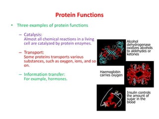 Protein Functions
• Three examples of protein functions
– Catalysis:
Almost all chemical reactions in a living
cell are catalyzed by protein enzymes.
– Transport:
Some proteins transports various
substances, such as oxygen, ions, and so
on.
– Information transfer:
For example, hormones.
Alcohol
dehydrogenase
oxidizes alcohols
to aldehydes or
ketones
Haemoglobin
carries oxygen
Insulin controls
the amount of
sugar in the
blood
 