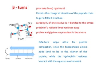 β - turns
Beta-turn loops allow for protein
compaction, since the hydrophobic amino
acids tend to be in the interior of the
protein, while the hydrophilic residues
interact with the aqueous environment.
(aka beta bend, tight turn)
Permits the change of direction of the peptide chain
to get a folded structure.
carbonyl C of one residue is H-bonded to the amide
proton of a residue three residues away
proline and glycine are prevalent in beta turns
 