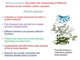  A domain is a basic structural unit within a
protein molecule.
 Part of protein that can fold into a stable
structure independently.
 Different domains can possess different
functions.
 Proteins can have one to many domains
depending on protein size.
 A polypeptide with 200 amino acids consists
of two or more domains.
 Domains are usually connected with
relatively flexible areas of protein.
Protein domain
Pyruvate kinase (a
monomeric protein):
three domains
Tertiary structure: Describes the relationship of different
domains to one another within a protein.
 