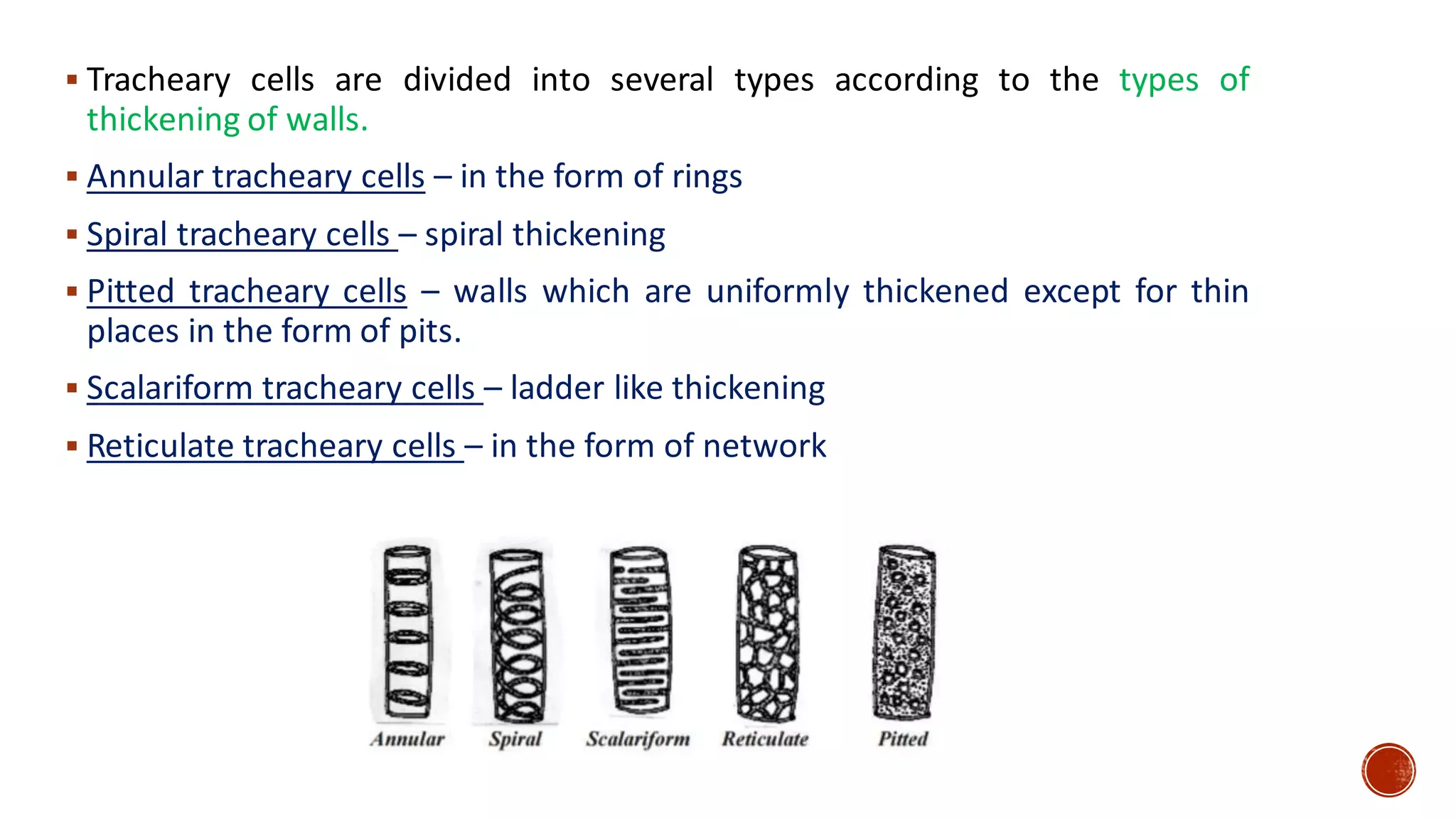 ▪ Tracheary cells are divided into several types according to the types of
thickening of walls.
▪ Annular tracheary cells – in the form of rings
▪ Spiral tracheary cells – spiral thickening
▪ Pitted tracheary cells – walls which are uniformly thickened except for thin
places in the form of pits.
▪ Scalariform tracheary cells – ladder like thickening
▪ Reticulate tracheary cells – in the form of network
 