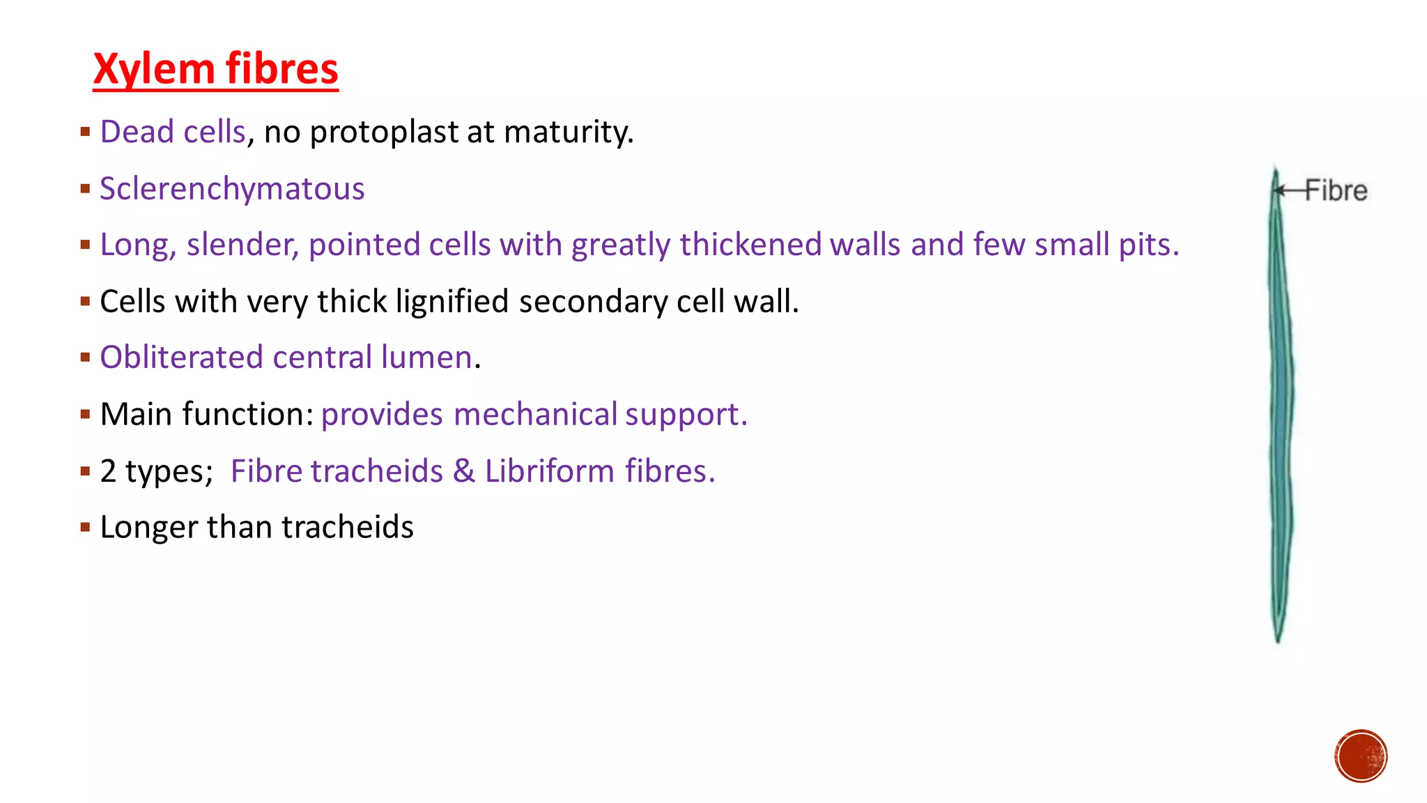 Xylem fibres
▪ Dead cells, no protoplast at maturity.
▪ Sclerenchymatous
▪ Long, slender, pointed cells with greatly thickened walls and few small pits.
▪ Cells with very thick lignified secondary cell wall.
▪ Obliterated central lumen.
▪ Main function: provides mechanical support.
▪ 2 types; Fibre tracheids & Libriform fibres.
▪ Longer than tracheids
 