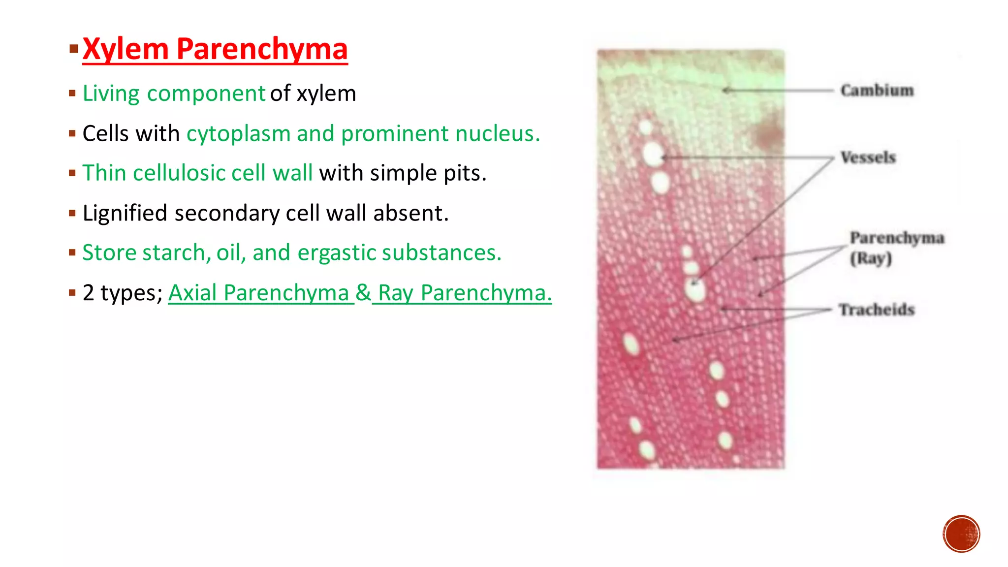 ▪Xylem Parenchyma
▪ Living componentof xylem
▪ Cells with cytoplasm and prominent nucleus.
▪ Thin cellulosic cell wall with simple pits.
▪ Lignified secondary cell wall absent.
▪ Store starch, oil, and ergastic substances.
▪ 2 types; Axial Parenchyma & Ray Parenchyma.
 
