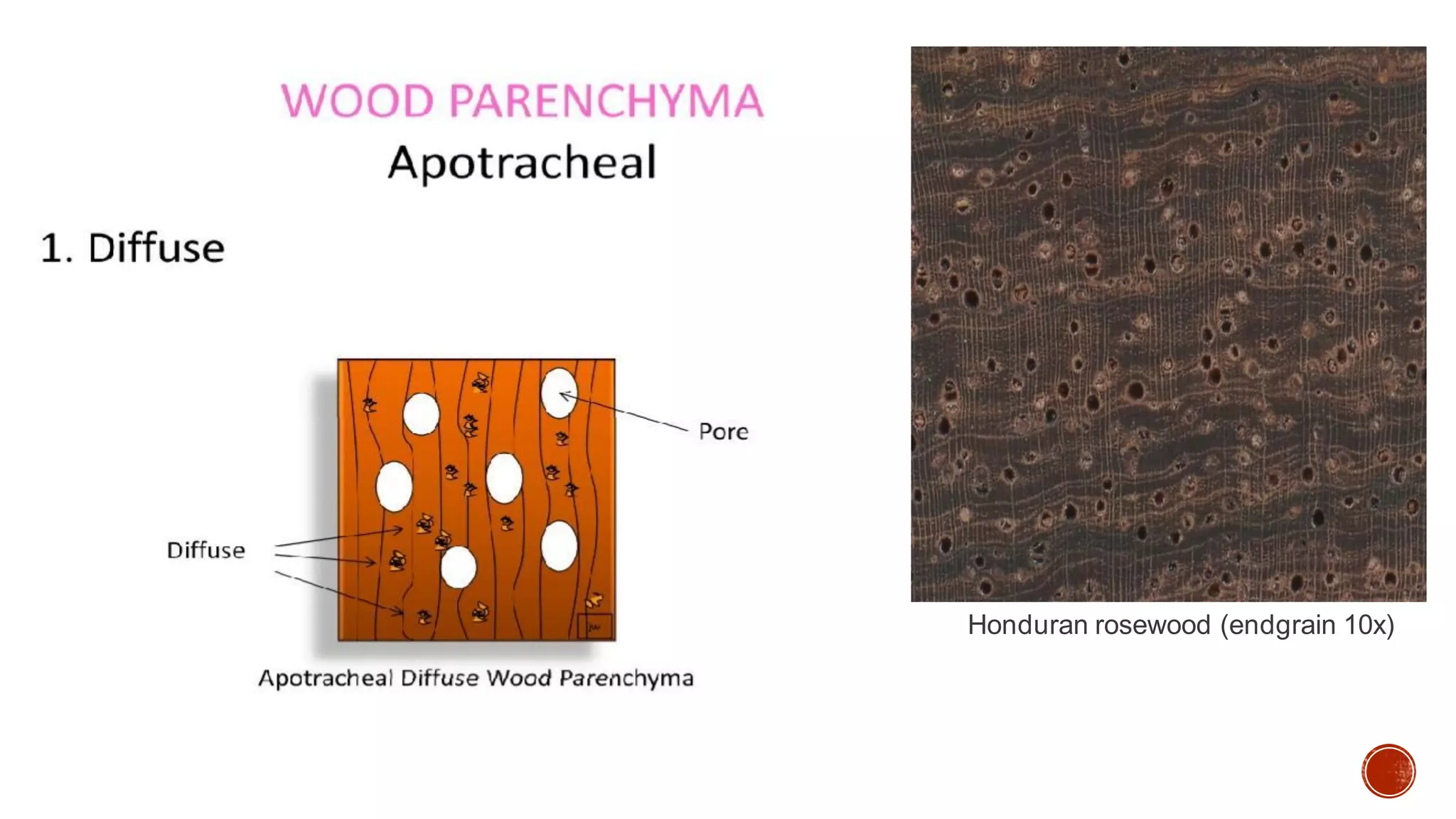 Honduran rosewood (endgrain 10x)
 