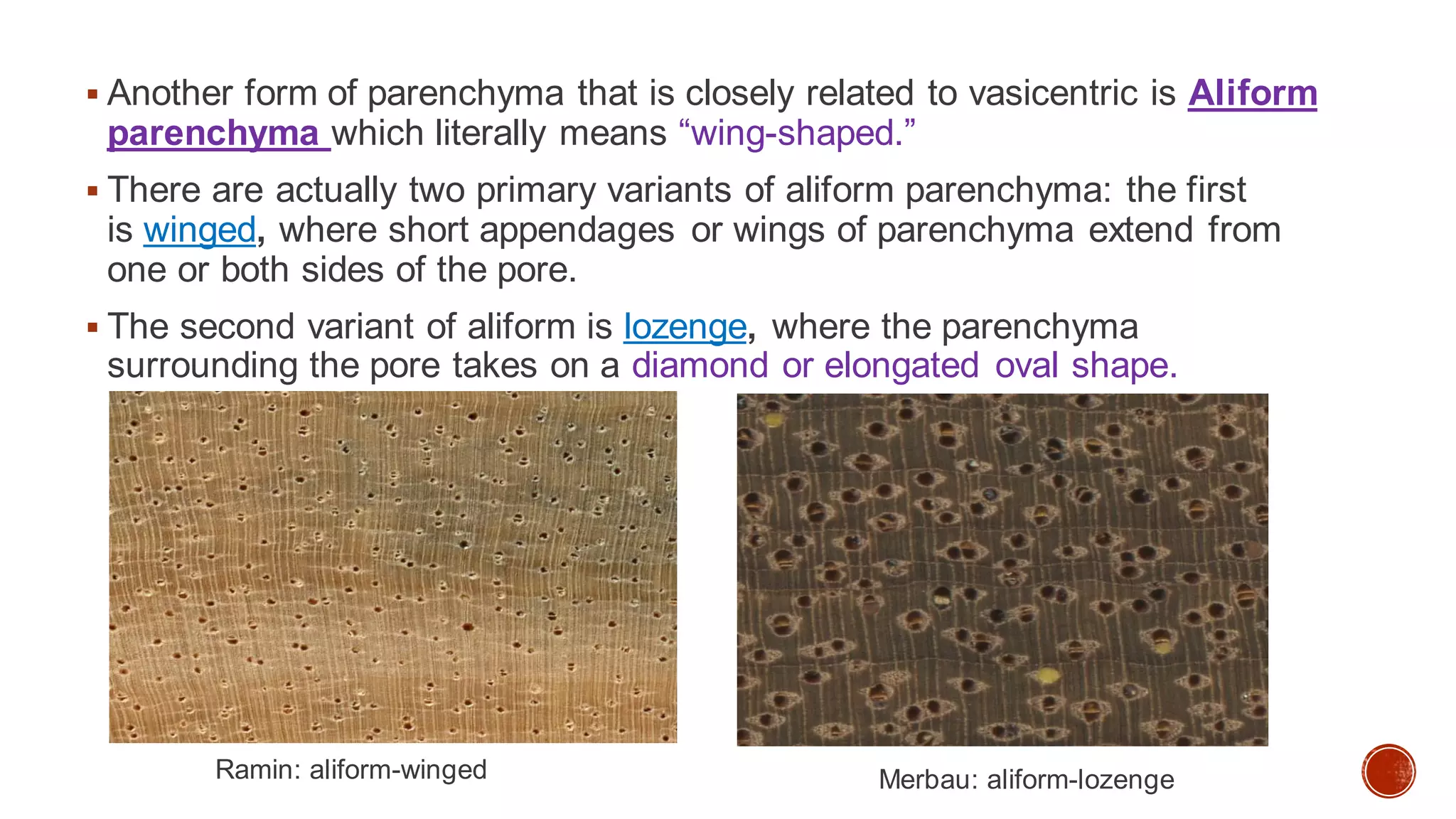 ▪ Another form of parenchyma that is closely related to vasicentric is Aliform
parenchyma which literally means “wing-shaped.”
▪ There are actually two primary variants of aliform parenchyma: the first
is winged, where short appendages or wings of parenchyma extend from
one or both sides of the pore.
▪ The second variant of aliform is lozenge, where the parenchyma
surrounding the pore takes on a diamond or elongated oval shape.
Ramin: aliform-winged Merbau: aliform-lozenge
 