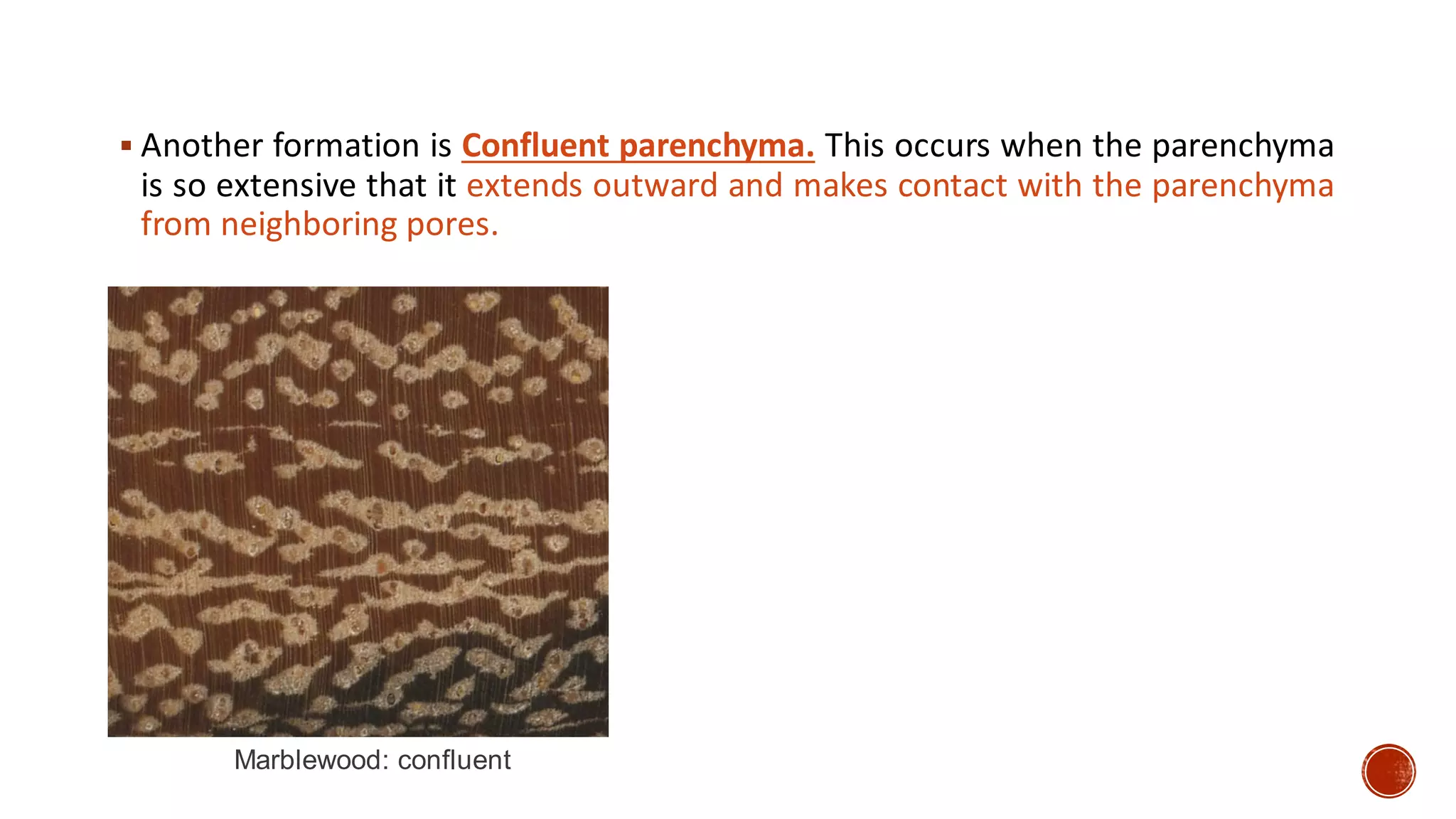 ▪ Another formation is Confluent parenchyma. This occurs when the parenchyma
is so extensive that it extends outward and makes contact with the parenchyma
from neighboring pores.
Marblewood: confluent
 