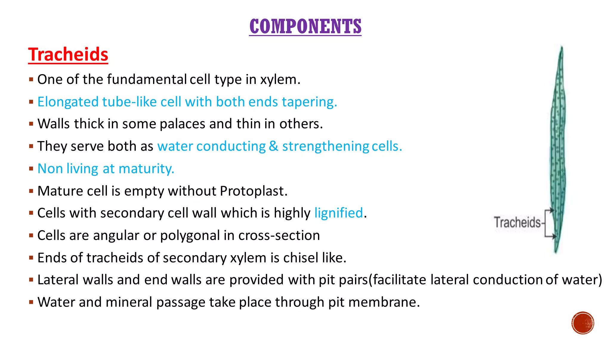COMPONENTS
Tracheids
▪ One of the fundamentalcell type in xylem.
▪ Elongated tube-like cell with both ends tapering.
▪ Walls thick in some palaces and thin in others.
▪ They serve both as water conducting & strengtheningcells.
▪ Non living at maturity.
▪ Mature cell is empty without Protoplast.
▪ Cells with secondary cell wall which is highly lignified.
▪ Cells are angular or polygonal in cross-section
▪ Ends of tracheids of secondary xylem is chisel like.
▪ Lateral walls and end walls are provided with pit pairs(facilitate lateral conductionof water)
▪ Water and mineral passage take place through pit membrane.
 