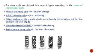 ▪ Tracheary cells are divided into several types according to the types of
thickening of walls.
▪ Annular tracheary cells – in the form of rings
▪ Spiral tracheary cells – spiral thickening
▪ Pitted tracheary cells – walls which are uniformly thickened except for thin
places in the form of pits.
▪ Scalariform tracheary cells – ladder like thickening
▪ Reticulate tracheary cells – in the form of network
 
