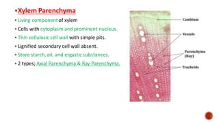 ▪Xylem Parenchyma
▪ Living componentof xylem
▪ Cells with cytoplasm and prominent nucleus.
▪ Thin cellulosic cell wall with simple pits.
▪ Lignified secondary cell wall absent.
▪ Store starch, oil, and ergastic substances.
▪ 2 types; Axial Parenchyma & Ray Parenchyma.
 