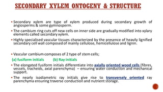 SECONDARY XYLEM ONTOGENY & STRUCTURE
▪ Secondary xylem are type of xylem produced during secondary growth of
angiosperms & some gymnosperm.
▪ The cambium ring cuts off new cells on inner side are gradually modified into xylary
elements called secondary xylem.
▪ Highly specialised vascular tissues characterized by the presence of heavily lignified
secondary cell wall composedof mainly cellulose, hemicellulose and lignin.
▪ Vascular cambium composes of 2 type of stem cells;
(a) fusiform initials (b) Ray initials
▪ The elongated fusiform initials differentiate into axially oriented wood cells (fibres,
vessels, tracheids, axial parenchyma) – ensuring water conduction and mechanical
support.
▪ The nearly isodiametric ray initials give rise to transversely oriented ray
parenchyma ensuring traverse conduction and nutrient storage.
 