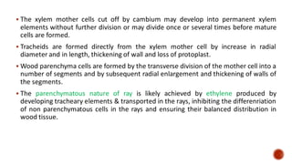 ▪ The xylem mother cells cut off by cambium may develop into permanent xylem
elements without further division or may divide once or several times before mature
cells are formed.
▪ Tracheids are formed directly from the xylem mother cell by increase in radial
diameter and in length, thickening of wall and loss of protoplast.
▪ Wood parenchyma cells are formed by the transverse division of the mother cell into a
number of segments and by subsequent radial enlargement and thickening of walls of
the segments.
▪ The parenchymatous nature of ray is likely achieved by ethylene produced by
developing tracheary elements & transported in the rays, inhibiting the differenriation
of non parenchymatous cells in the rays and ensuring their balanced distribution in
wood tissue.
 