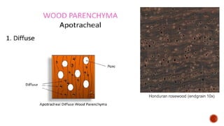 Honduran rosewood (endgrain 10x)
 