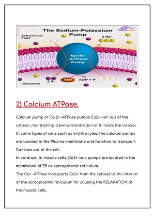 2) Calcium ATPase.
Calcium pump or Ca 2+ -ATPase pumps Ca2+ -ion out of the
cytosol ,maintaining a low concentration of it inside the cytosol.
In some types of cells such as erythrocytes, the calcium pumps
are located in the Plasma membrane and function to transport
Ca+ ions out of the cell.
In contrast, in muscle cells ,Ca2+ ions pumps are located in the
membrane of ER or sarcoplasmic reticulum.
The Ca+ -ATPase transports Ca2+ from the cytosol to the interior
of the sarcoplasmic reticulum for causing the RELAXATION of
the muscle cells.
 